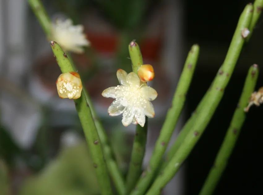rhipsalis pilocarpa plant showing characteristic features