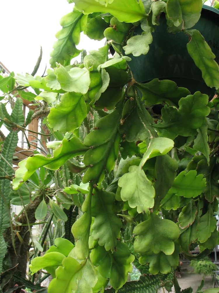 rhipsalis pilocarpa plant showing characteristic features