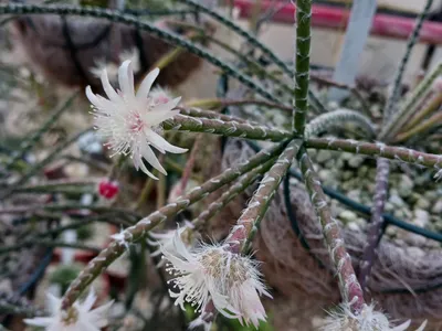 thumbnail rhipsalis pilocarpa