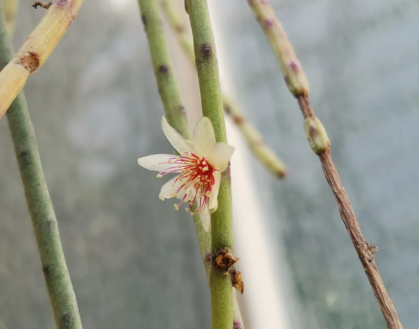 rhipsalis puniceodiscus plant showing characteristic features
