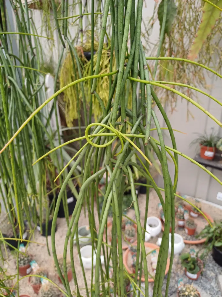 rhipsalis puniceodiscus plant showing characteristic features
