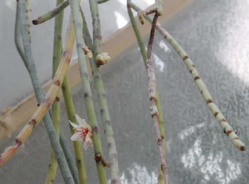 rhipsalis puniceodiscus plant showing characteristic features