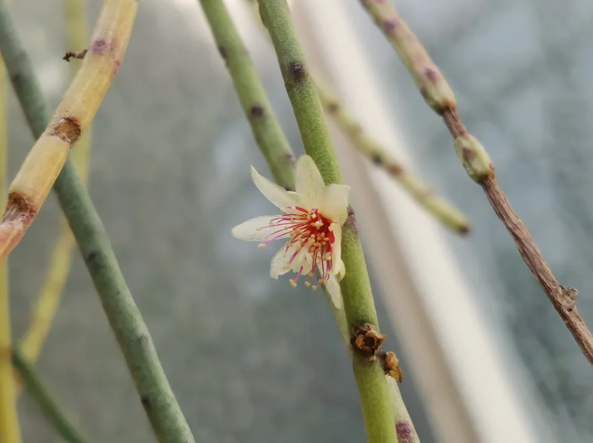 rhipsalis puniceodiscus plant showing characteristic features