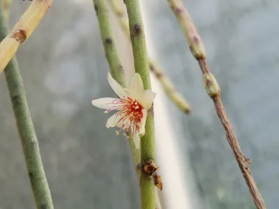 thumbnail rhipsalis puniceodiscus