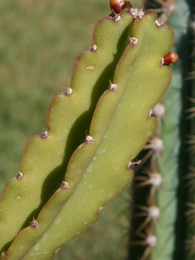 rhipsalis russellii plant showing characteristic features