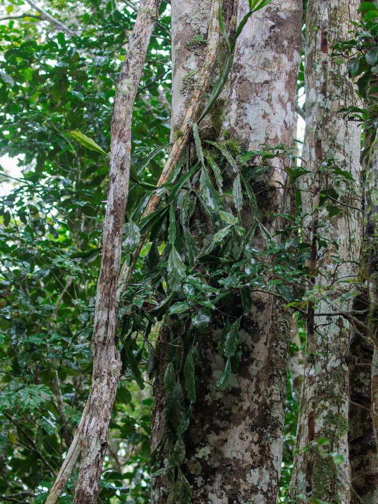 rhipsalis russellii plant showing characteristic features