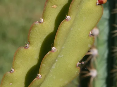 thumbnail rhipsalis russellii