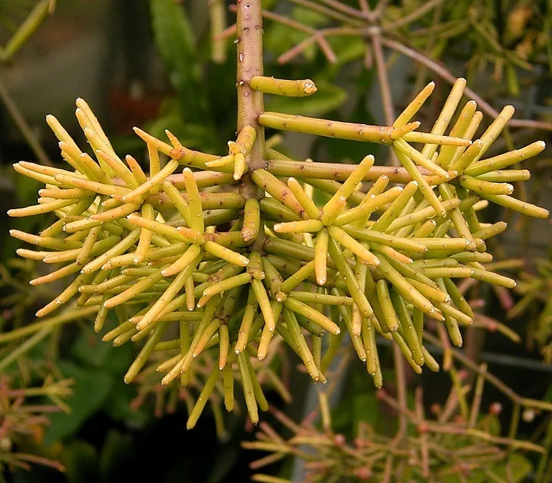 rhipsalis teres plant showing characteristic features