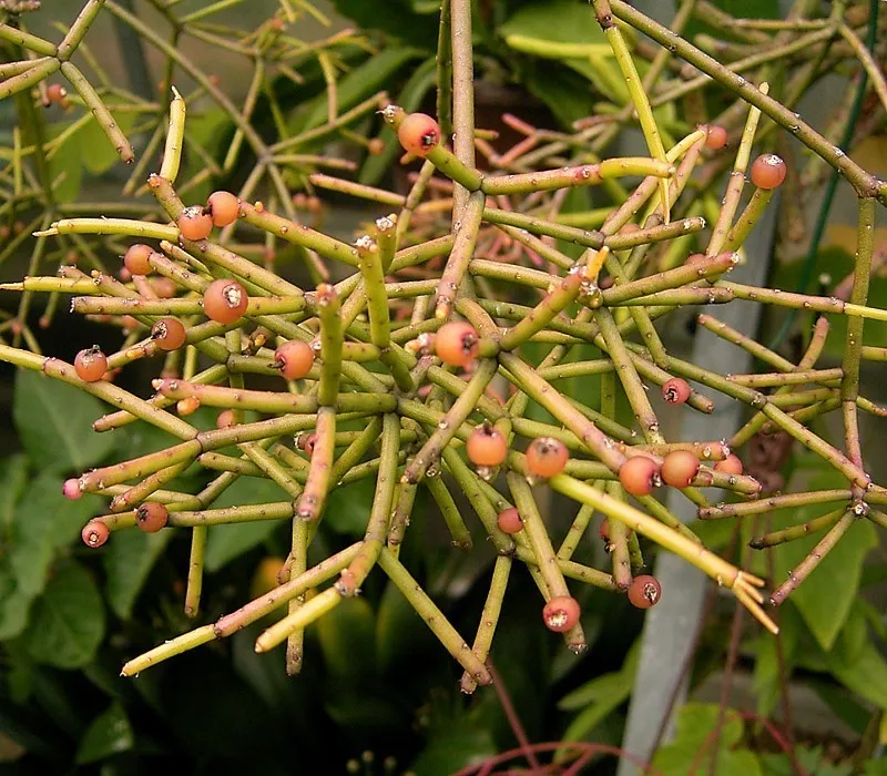 rhipsalis teres plant showing characteristic features
