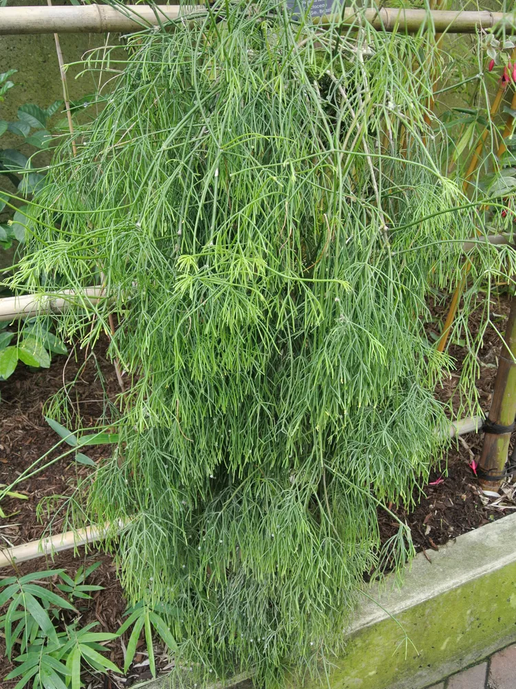 rhipsalis teres plant showing characteristic features