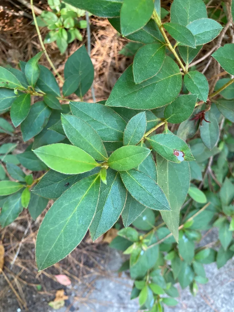 rhododendron indicum plant showing characteristic features