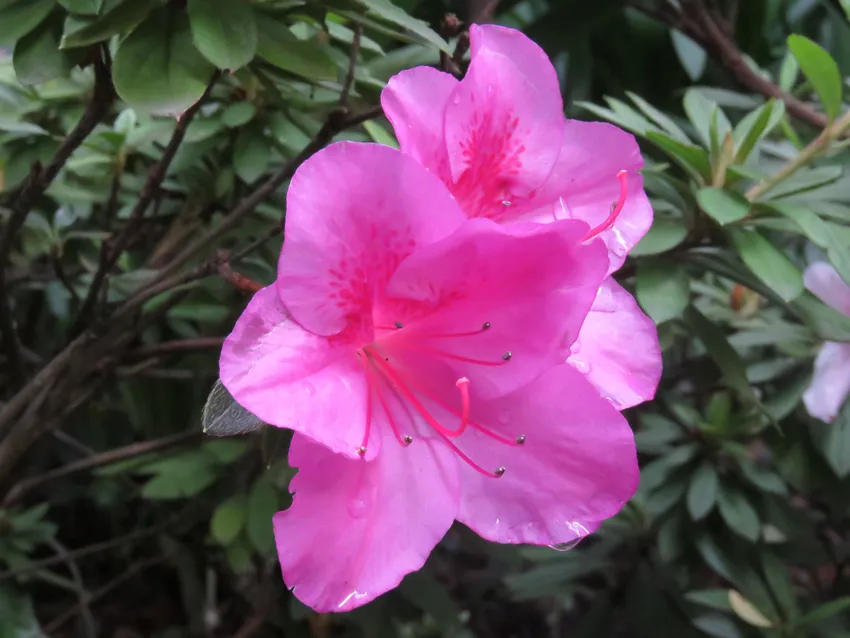 rhododendron indicum plant showing characteristic features