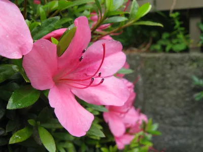 thumbnail rhododendron indicum