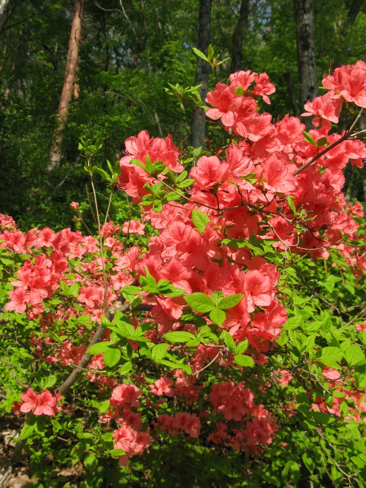 rhododendron kaempferi plant showing characteristic features