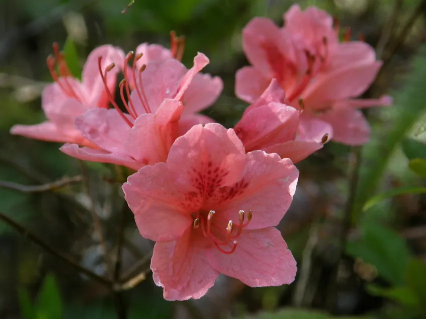 rhododendron kaempferi plant showing characteristic features