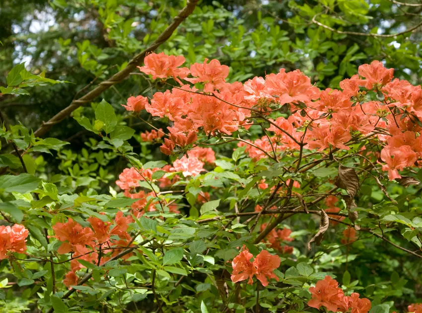 rhododendron kaempferi plant showing characteristic features