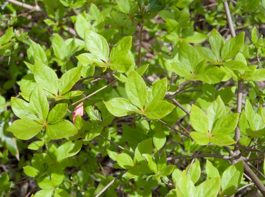 rhododendron kaempferi plant showing characteristic features