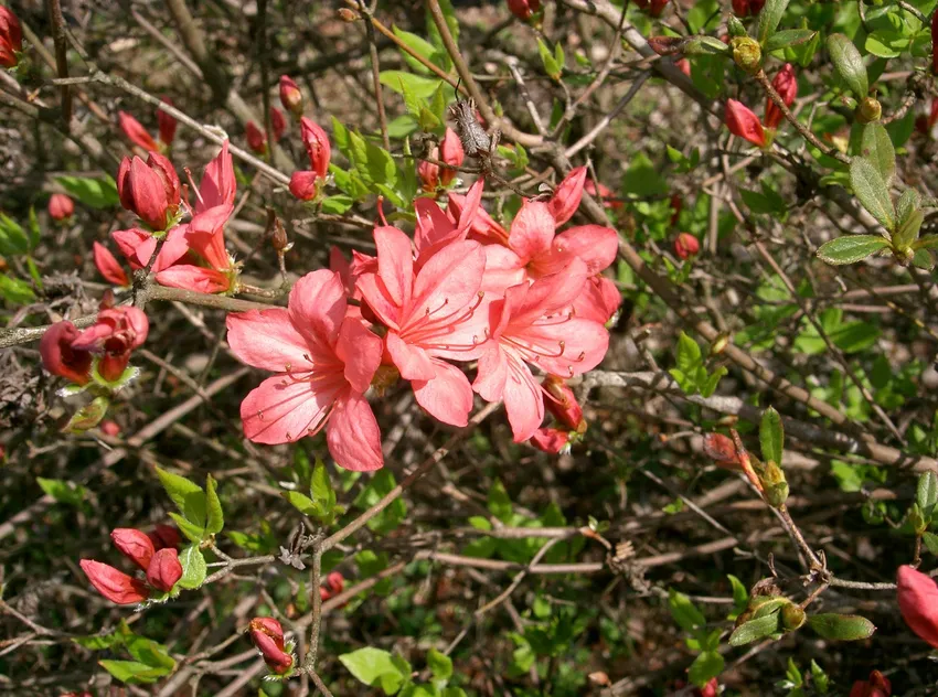 rhododendron kaempferi plant showing characteristic features