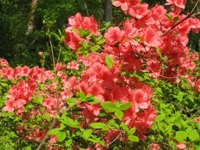 thumbnail rhododendron kaempferi