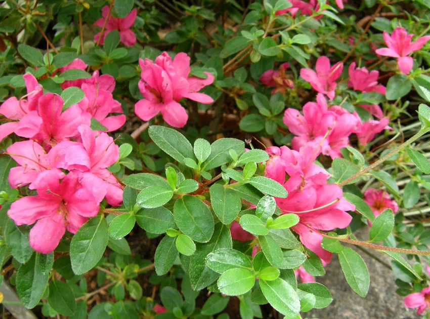 rhododendron kiusianum plant showing characteristic features