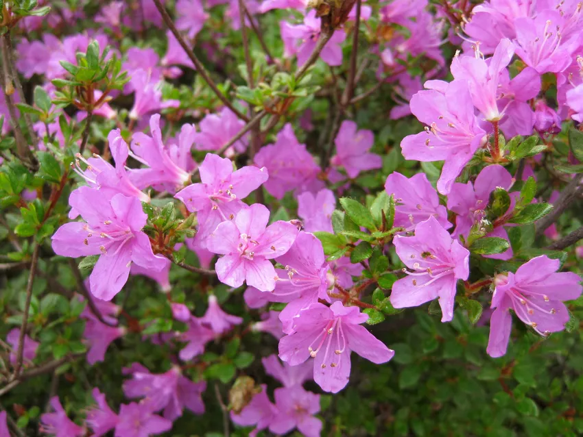 rhododendron kiusianum plant showing characteristic features