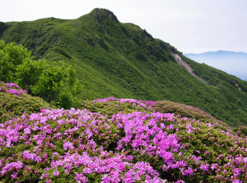 rhododendron kiusianum plant showing characteristic features