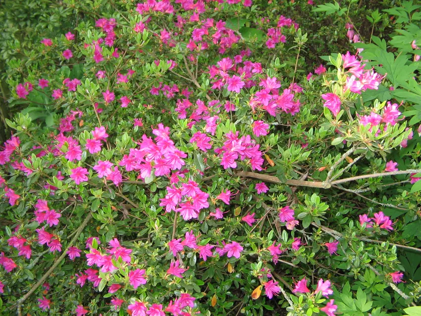 rhododendron kiusianum plant showing characteristic features