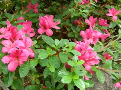 thumbnail rhododendron kiusianum
