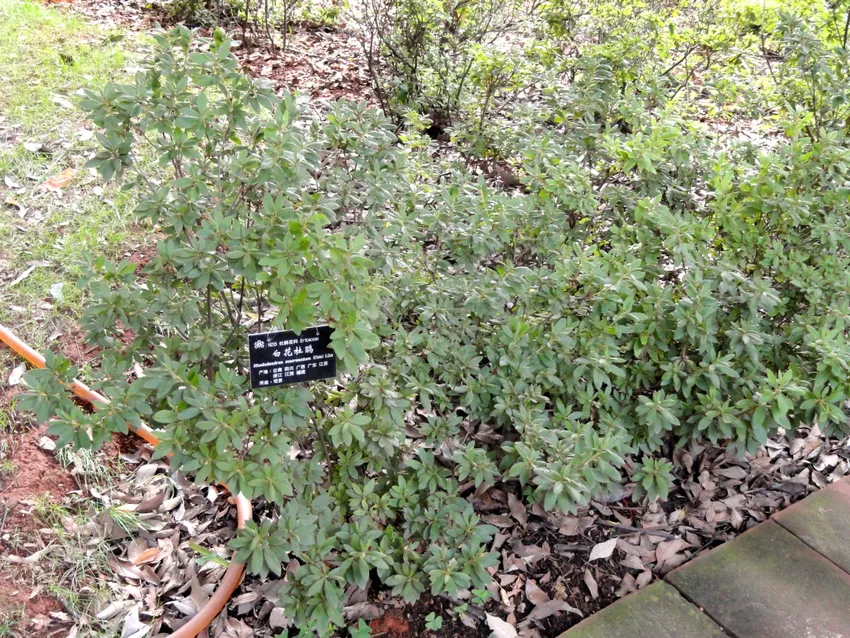 rhododendron mucronatum plant showing characteristic features