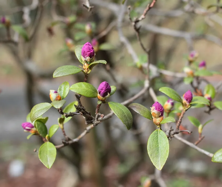 rhododendron mucronatum plant showing characteristic features