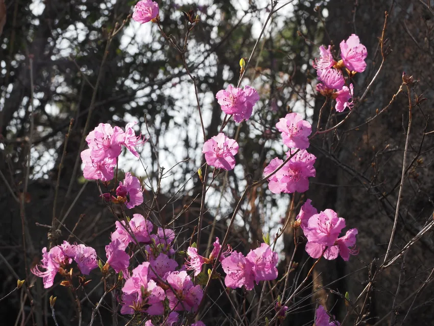 rhododendron mucronatum plant showing characteristic features