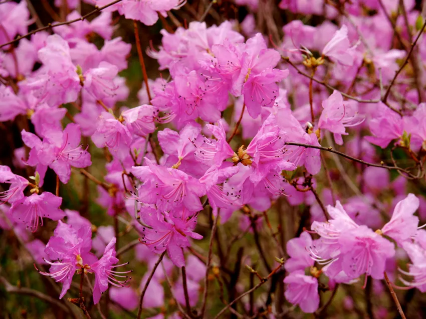 rhododendron mucronatum plant showing characteristic features