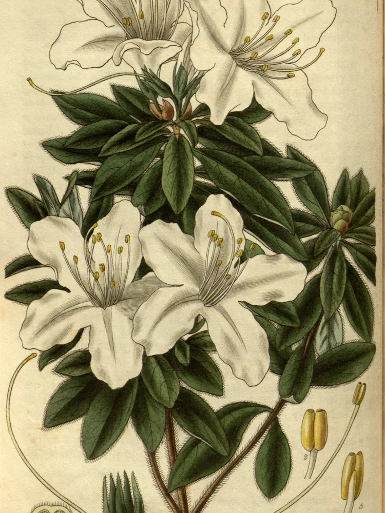 rhododendron mucronatum plant showing characteristic features