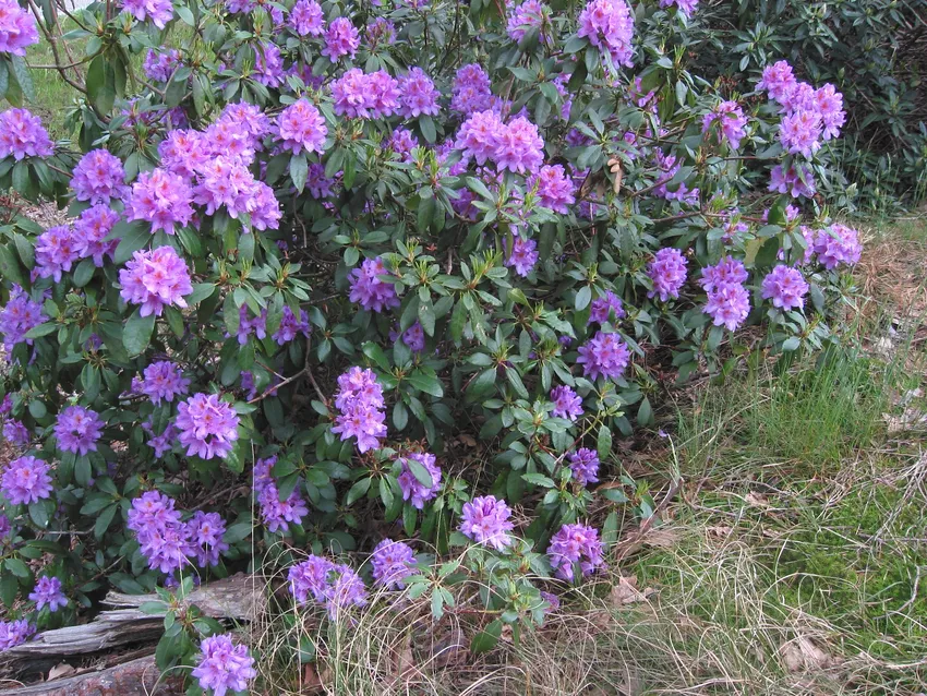 rhododendron obtusum plant showing characteristic features