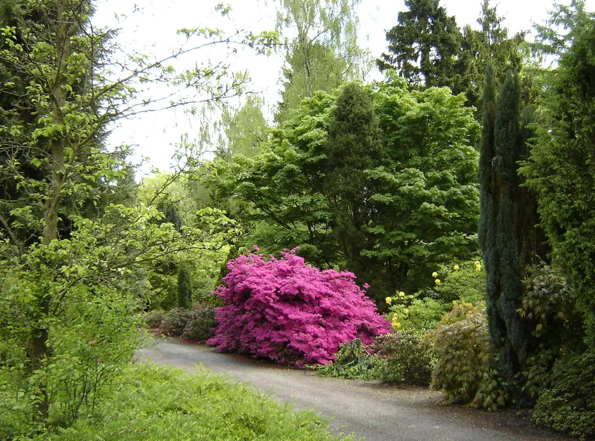 rhododendron obtusum plant showing characteristic features