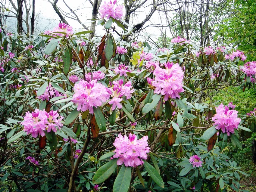rhododendron obtusum plant showing characteristic features