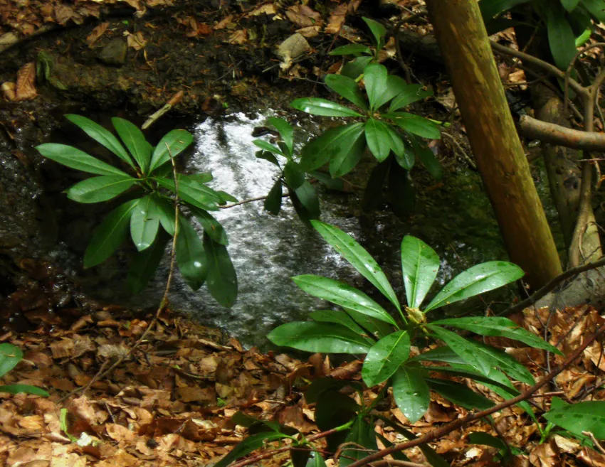 rhododendron obtusum plant showing characteristic features