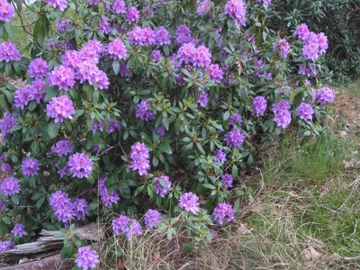 thumbnail rhododendron obtusum