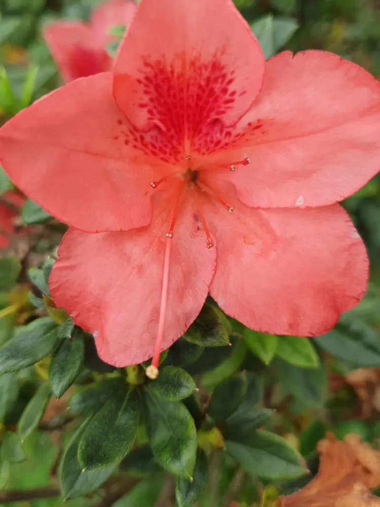 rhododendron oldhamii plant showing characteristic features