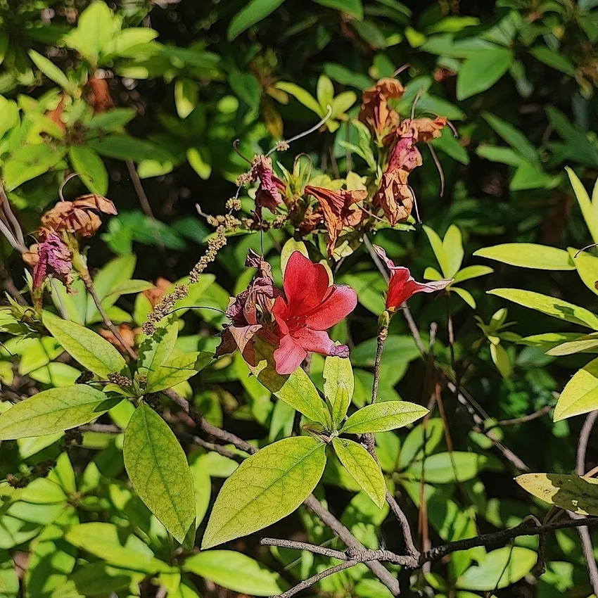rhododendron oldhamii plant showing characteristic features