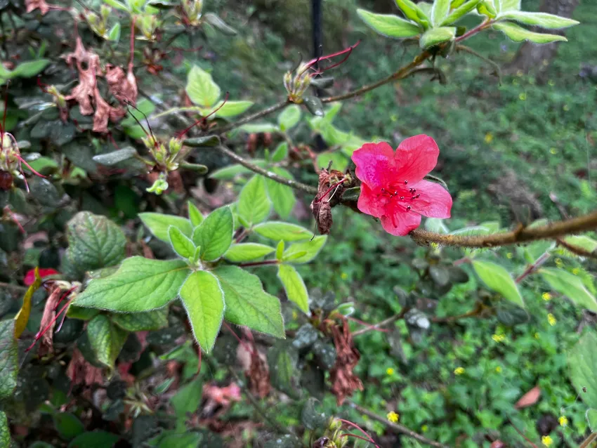 rhododendron oldhamii plant showing characteristic features