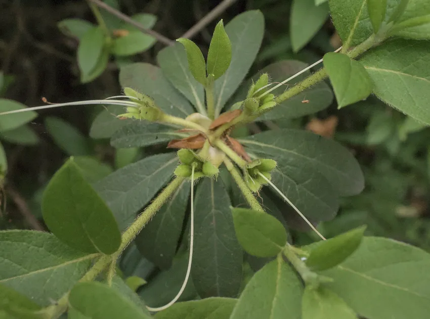 rhododendron oldhamii plant showing characteristic features