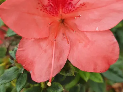 thumbnail rhododendron oldhamii