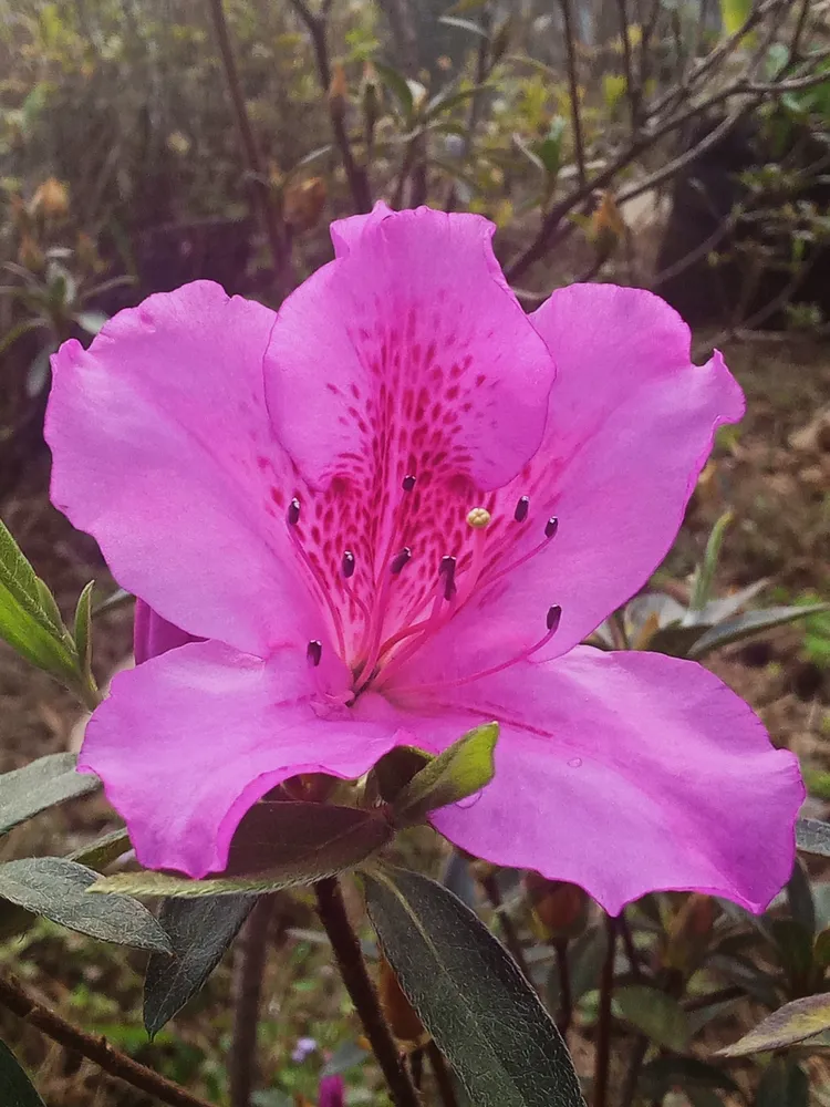 rhododendron phoeniceum plant showing characteristic features