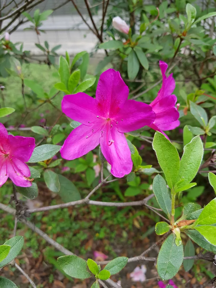 rhododendron phoeniceum plant showing characteristic features