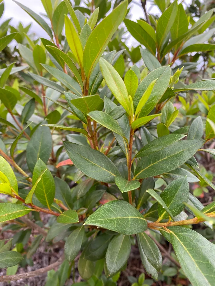 rhododendron phoeniceum plant showing characteristic features