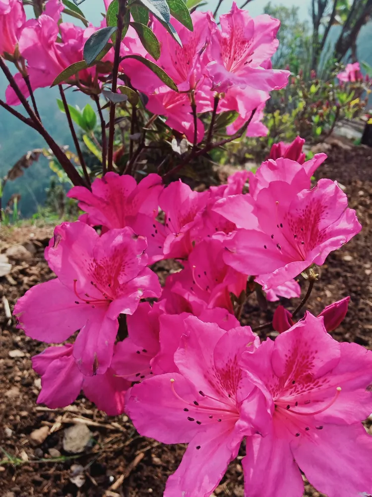 rhododendron phoeniceum plant showing characteristic features