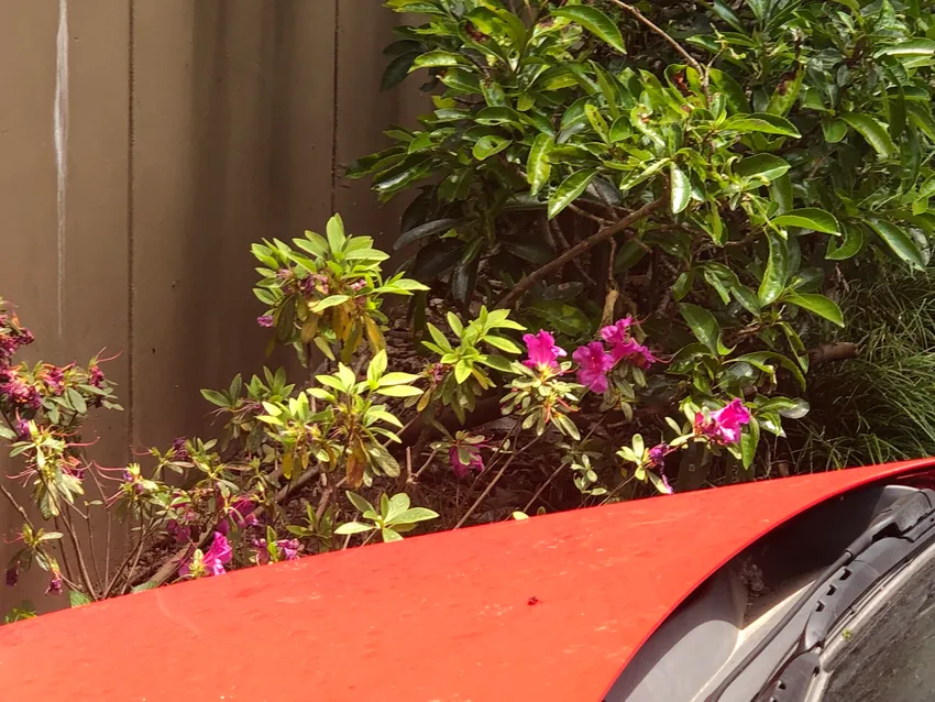 rhododendron phoeniceum plant showing characteristic features