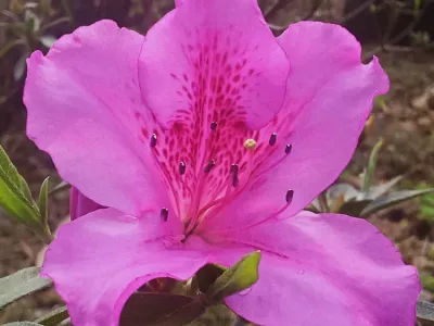 thumbnail rhododendron phoeniceum