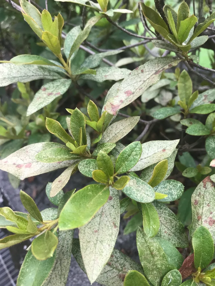 rhododendron pulchrum plant showing characteristic features